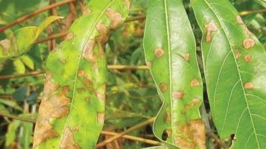 โรคใบไหม้