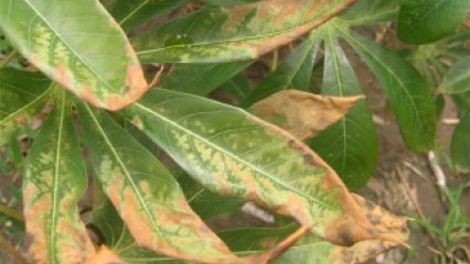 โรคแอนแทรคโนส